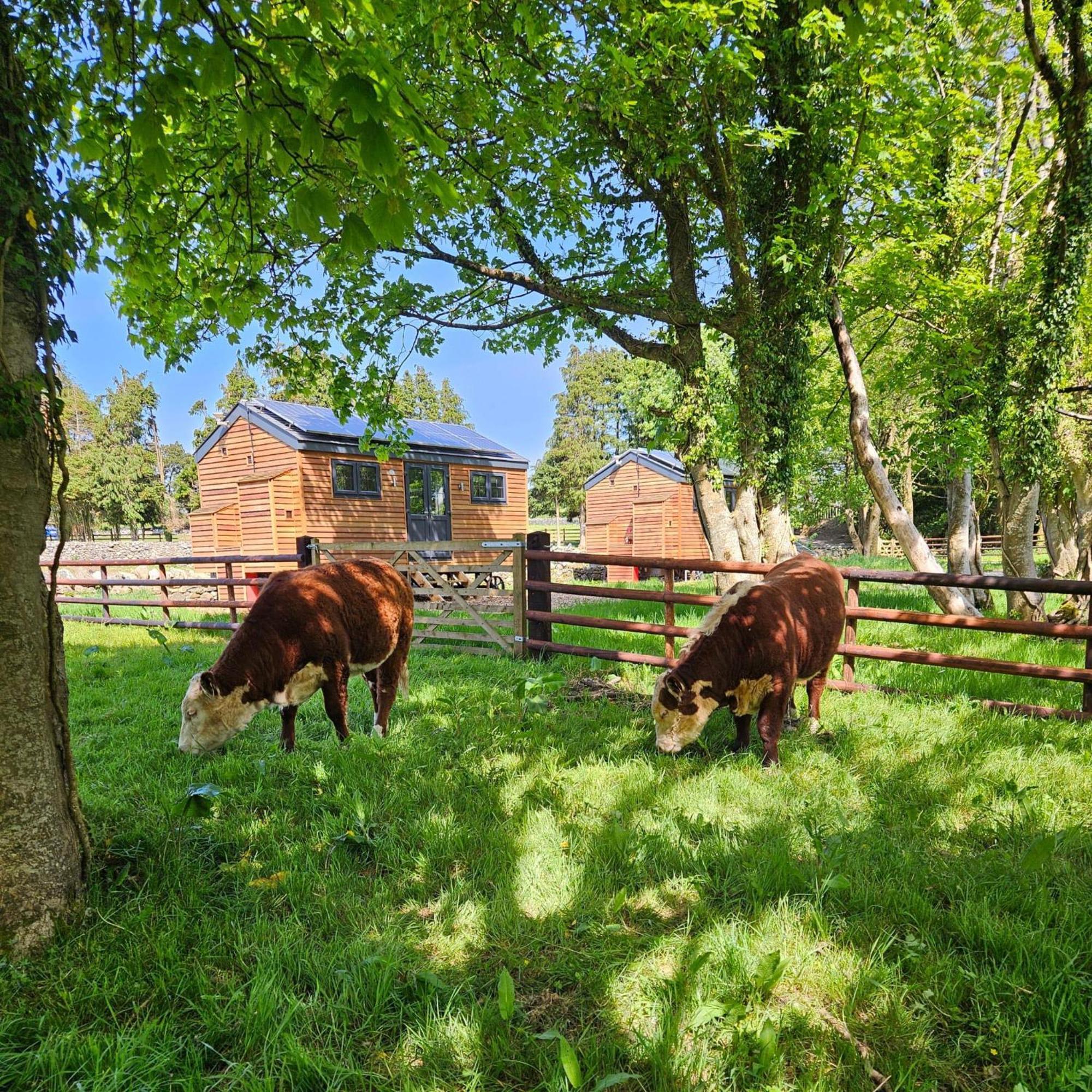 Woodland Shepherds Hut - 'Saga' Карнарвон Экстерьер фото